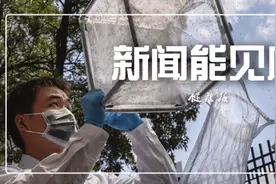 新闻能见度︱在“蚊子工厂”，20万只“科技蚊”飞向大自然图片