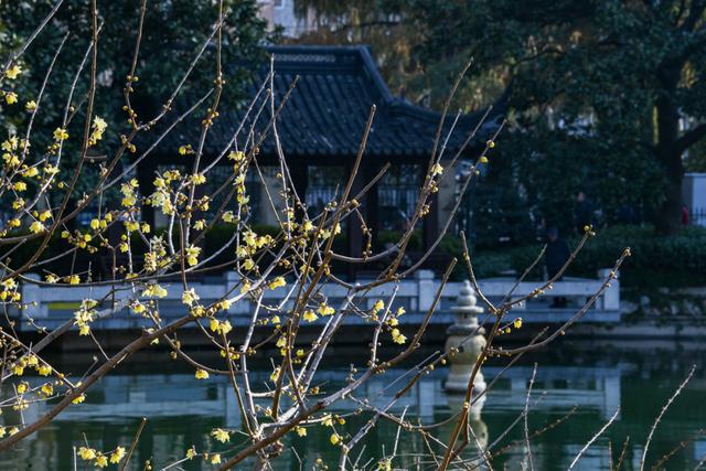 暗香浮动申城冬，闸北公园觅梅踪！
