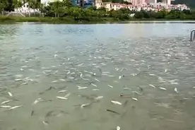 福建莆田泗华溪上漂浮大量鱼类，自然资源局：是增殖放流鱼苗，密度大短暂性缺氧导致，过后便能恢复图片