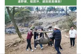 抓野猪可以免费带走？四川九皇山景区已取消“徒手逮猎”项目图片