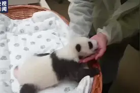 俄罗斯莫斯科动物园熊猫幼崽于6日睁眼图片