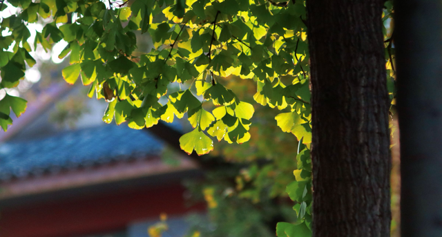 在川大，这是我的珍藏地！