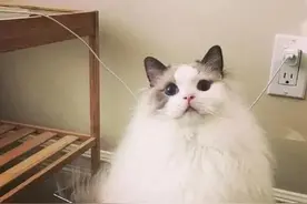 猫咪蹲在打印机上不走，主人开启扫描模式，这张照片得保留一辈子图片