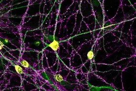 中国团队首揭神经元突触群体组织原则  或助抗衰老等新药研发图片