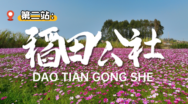 大寒游清城：红杉、花海、甜果，品尽冬日三味