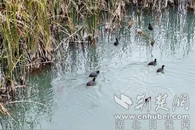 十堰市郧阳区南化塘镇兆河流域综合治理显成效图片