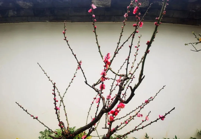 跟着滇超游昆明 | 歪歪歪！有“梅”有人告诉你，黑龙潭的梅花都开好了