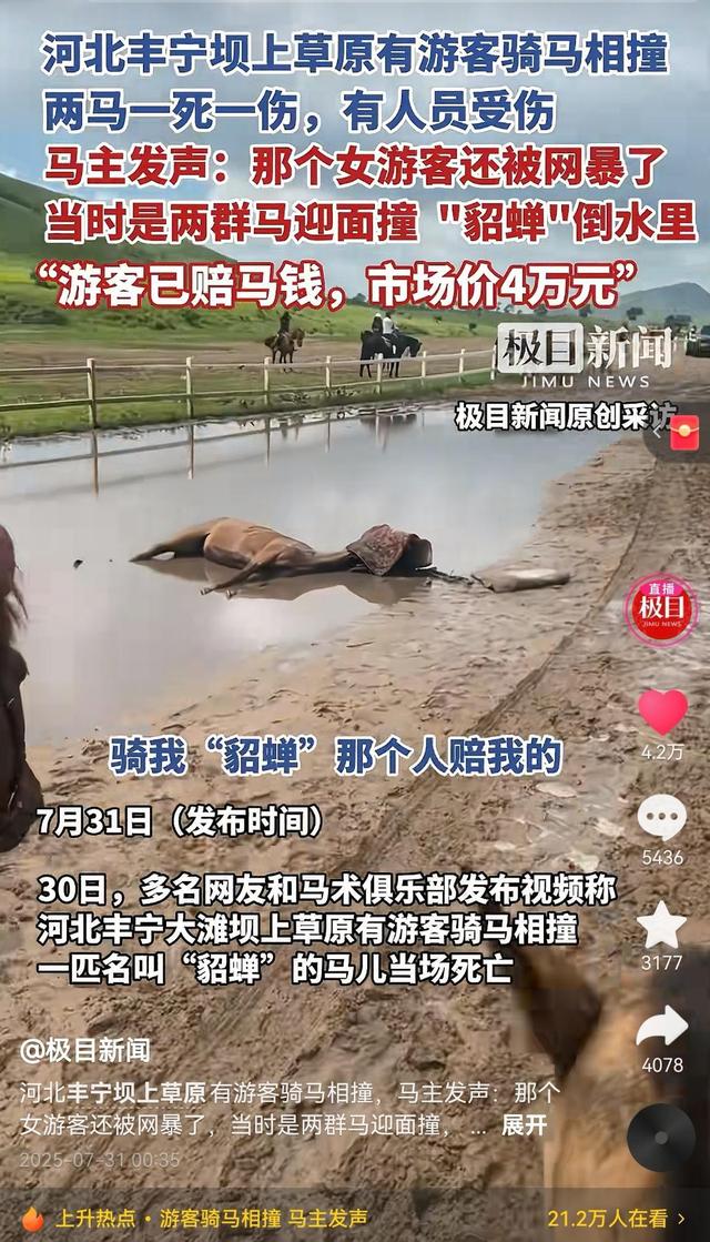 河北坝上草原受伤马匹前主人发声