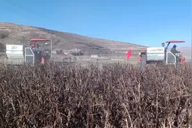 临潭：种出致富“金豆子”图片