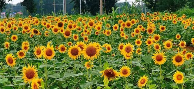 爆火！北京“隐藏版”梯田向日葵花海来了！