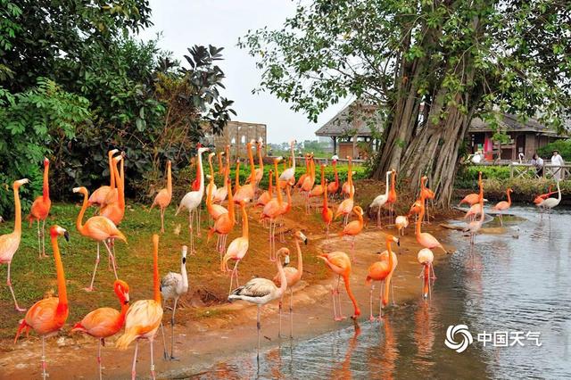 海南澄迈温暖舒适 红树湾湿地公园火烈鸟悠闲自得