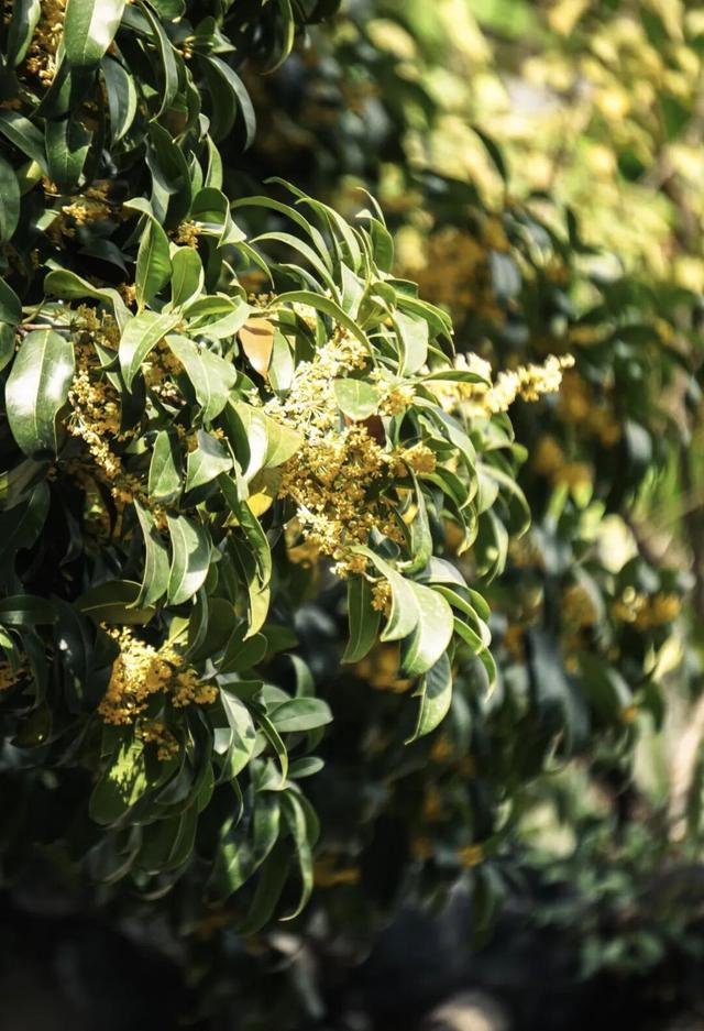 你闻到了吗？福州这些地方好香！