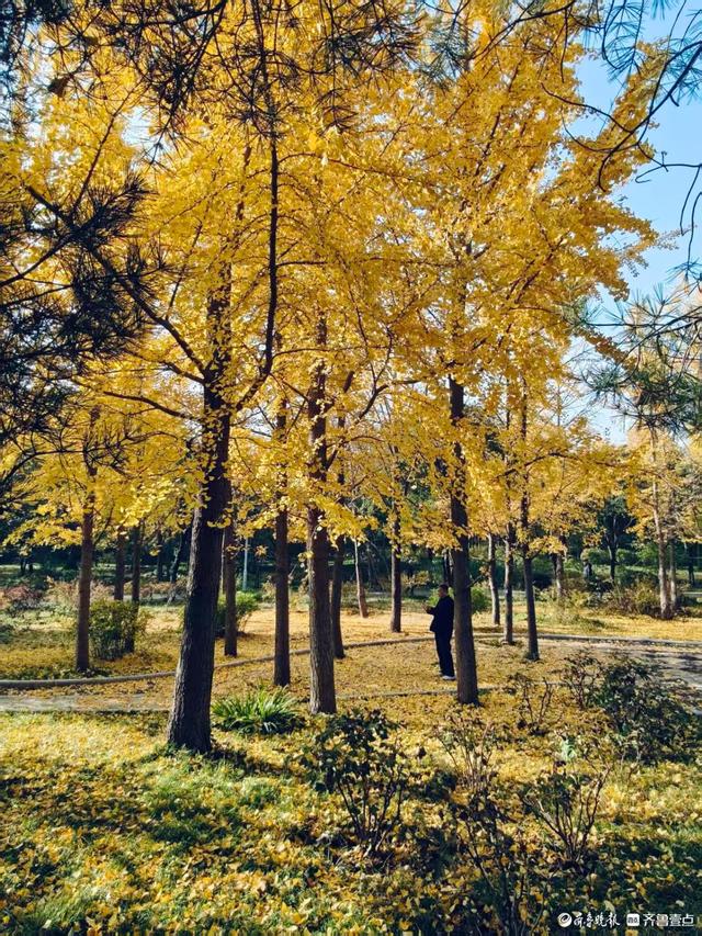 秋高气爽，金色泉城公园