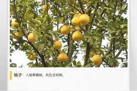 湖湘自然历｜秋实累累⑯“柚”惑图片