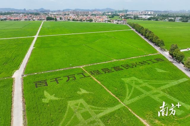 图集｜国庆中秋双节假期，到中山崖口看彩色稻田