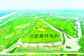 合肥十八联圩生态湿地：水下有鱼 水上有鸟图片