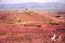 漫山遍野“中国芯”，蒙阴蜜桃比蜜“甜”图片