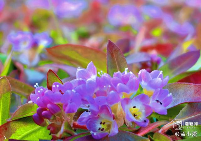 晚潮｜当蓼子花匍匐过滩涂，岁月便藏起了满地温柔