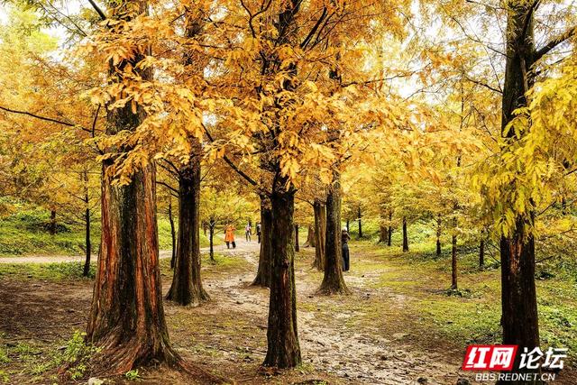 【每日一图@湖南】秋去冬来，赴一场怀化水杉林的红黄盛宴