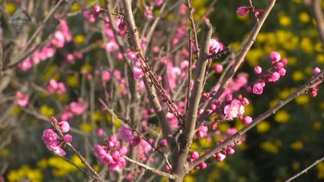 冬樱花、梅花、郁金香、虞美人......昆明最全赏花攻略请查收