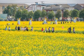 “下次还要来！” 千名香港游客留恋消泗万亩油菜花海图片