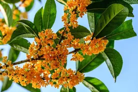 罕见“罢工”，今秋桂花不开花究竟怎么回事？图片