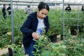 14国亚太记者探访云南蒙自蓝莓产业园 共品共同富裕果实图片