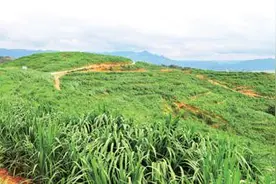 石头山上果飘香（美丽中国）图片