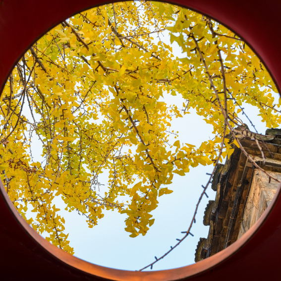 怎么能错过秦淮的秋天呢？