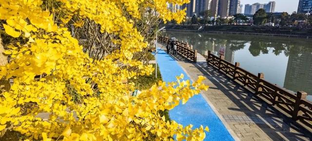 超美!大邑人的顶流来了