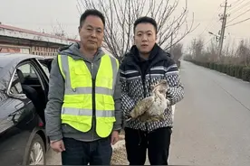 从垂危到翱翔，一只大鵟的“重生”之旅图片