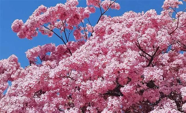 冬暖花开游云南 | 冬游红河，“马”上赏花！