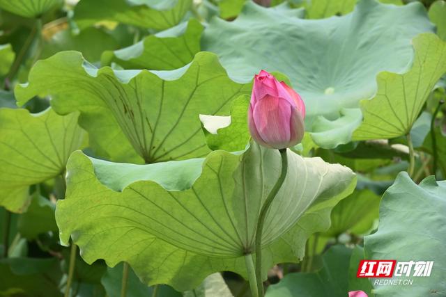 衡阳：荷韵悠悠入画来