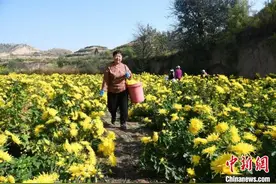 （乡村行·看振兴）山西闻喜冬闲人不闲 金丝皇菊采摘忙图片