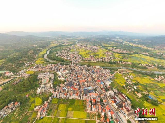 广西苍梧水稻迎收获期 田园风光无限
