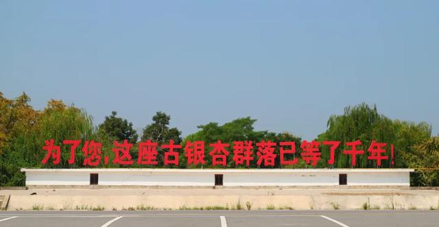 卷了一周的江浙沪白领,周末又去这个县城排队