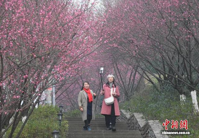 重庆：红梅绽放引客来 暗香浮动惹人醉