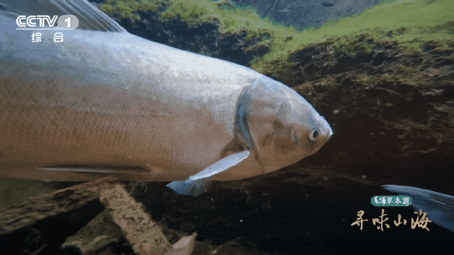 今天18:20！央视一套，看六安！