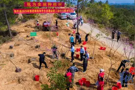 河源和平植树造林践行绿色发展，古树名木保护传承绿色遗产图片