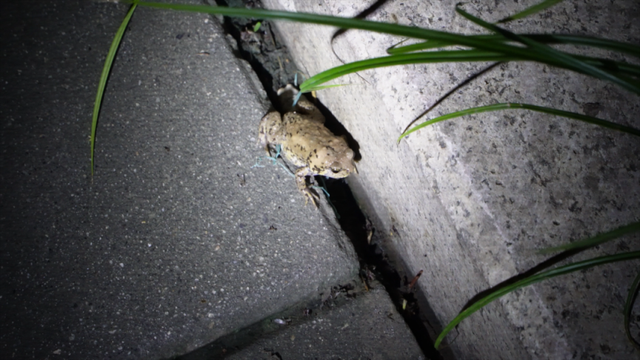 “香山奇妙夜”有这些发现