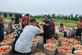小小秋月梨 长成“致富果”！谭格庄镇以农业特色品牌建设助力乡村振兴图片