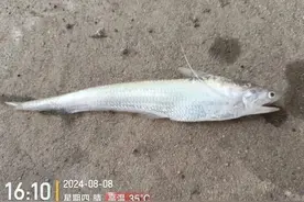 最新发现！它现身济南境内！图片
