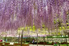 北京日报社区小板报 | “公园治愈指南”来了，有这些点位图片