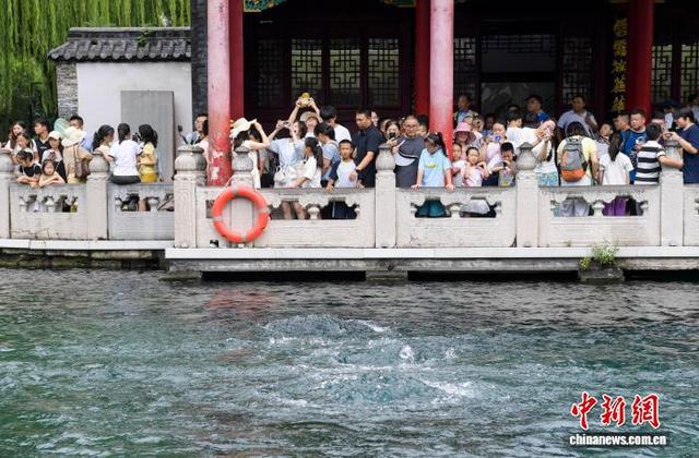 山东济南：趵突泉“水涌若轮”美景重现