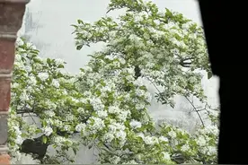 福州春天竟然也“下雪”了？图片