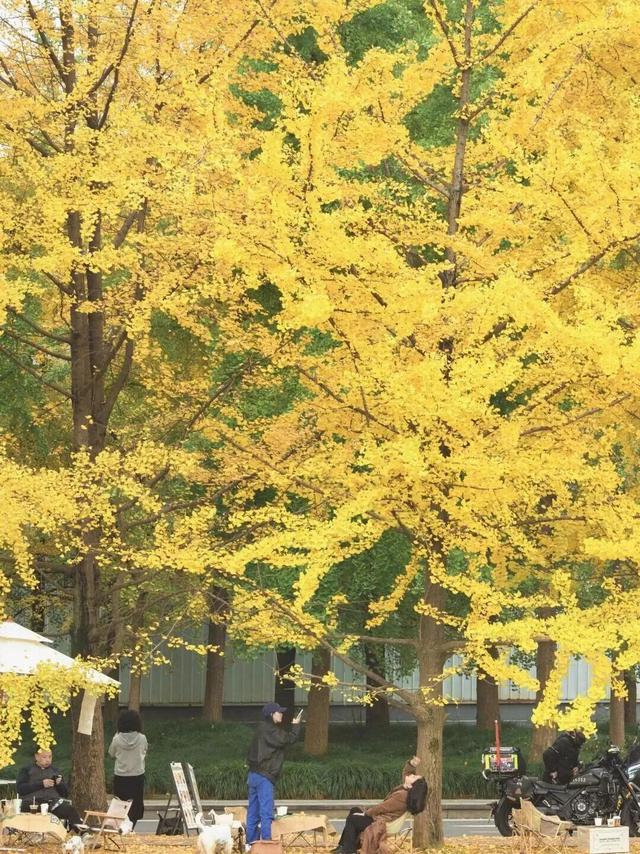 金灿灿！成都人的“顶流”上线，错过等一年！