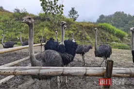 阳新90后青年偷师学艺回乡养鸵鸟，养殖场成粉丝打卡地图片