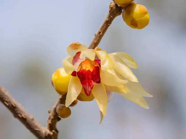 走起，去北京通州赏春花，邂逅最美春色