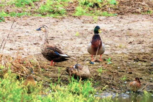 江宁“疯狂动物城”