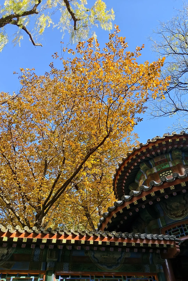 颐和园的秋天太美了